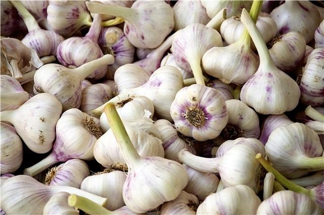 莱芜蒜苔最新价格——科技助力蒜农新生活，实时价格触手可及