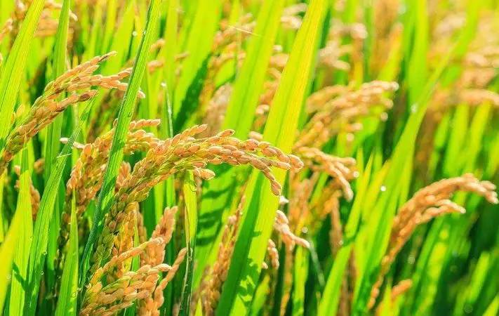 吉林水稻价格实时更新，最新报价与行情分析