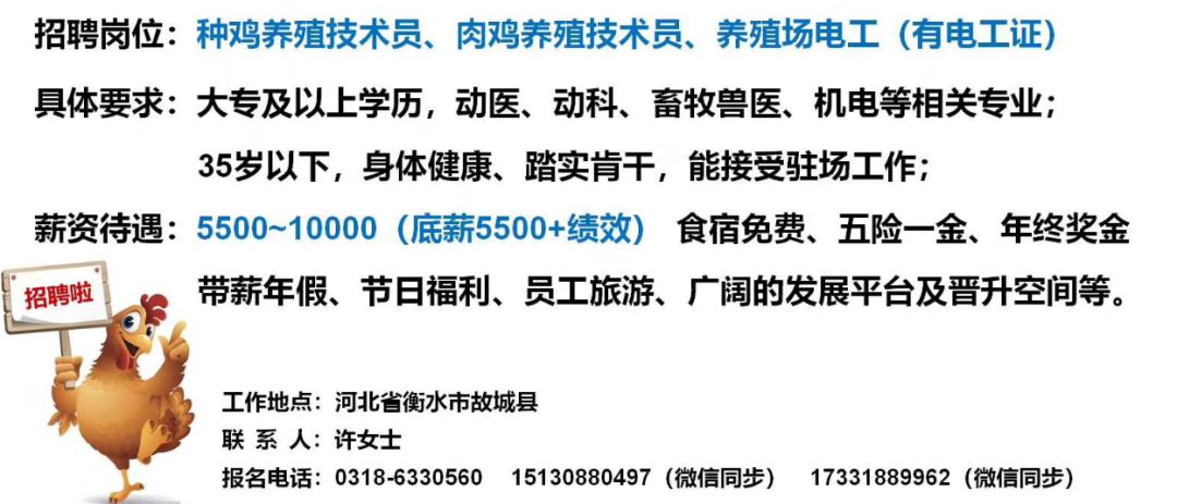 最新肉鸡场技术员招聘，应聘步骤指南