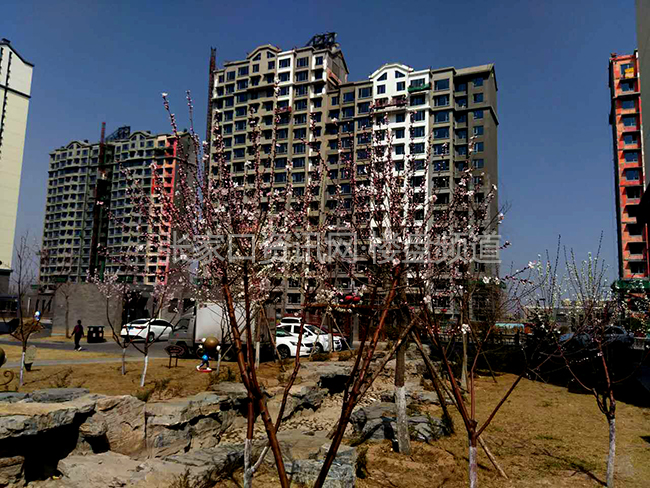 定襄金丹花园，自然美景的探索之旅，探寻内心平和与宁静的最新消息