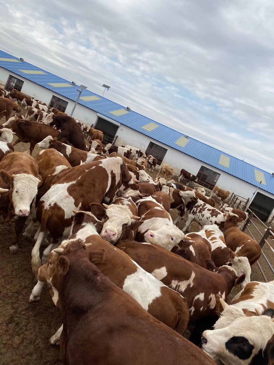 时代背景下的肉牛市场价格深度洞察与最新市场动态分析
