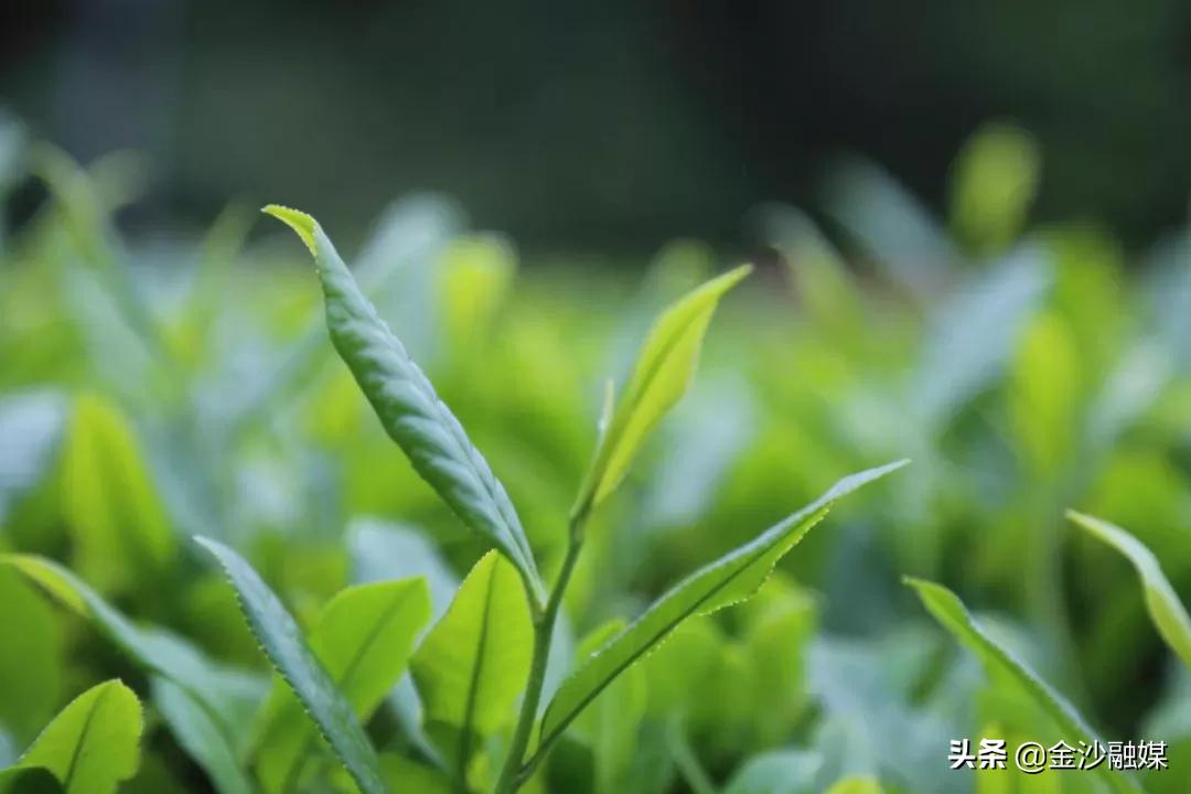 金沙县茶园乡最新动态及其区域影响，一种观点解析