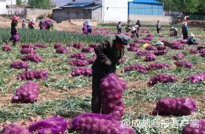 四川西昌洋葱最新价格，科技引领食材时尚潮流