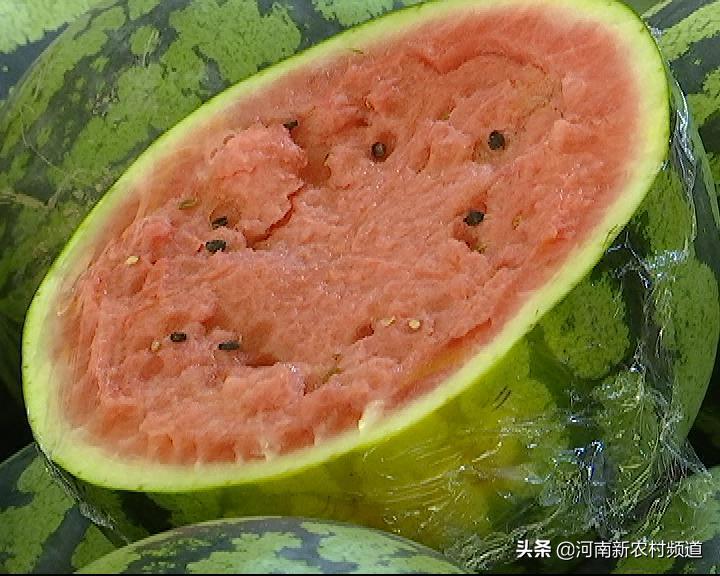 河南西瓜今日价格行情揭秘，一场绿色之旅探寻内心平静