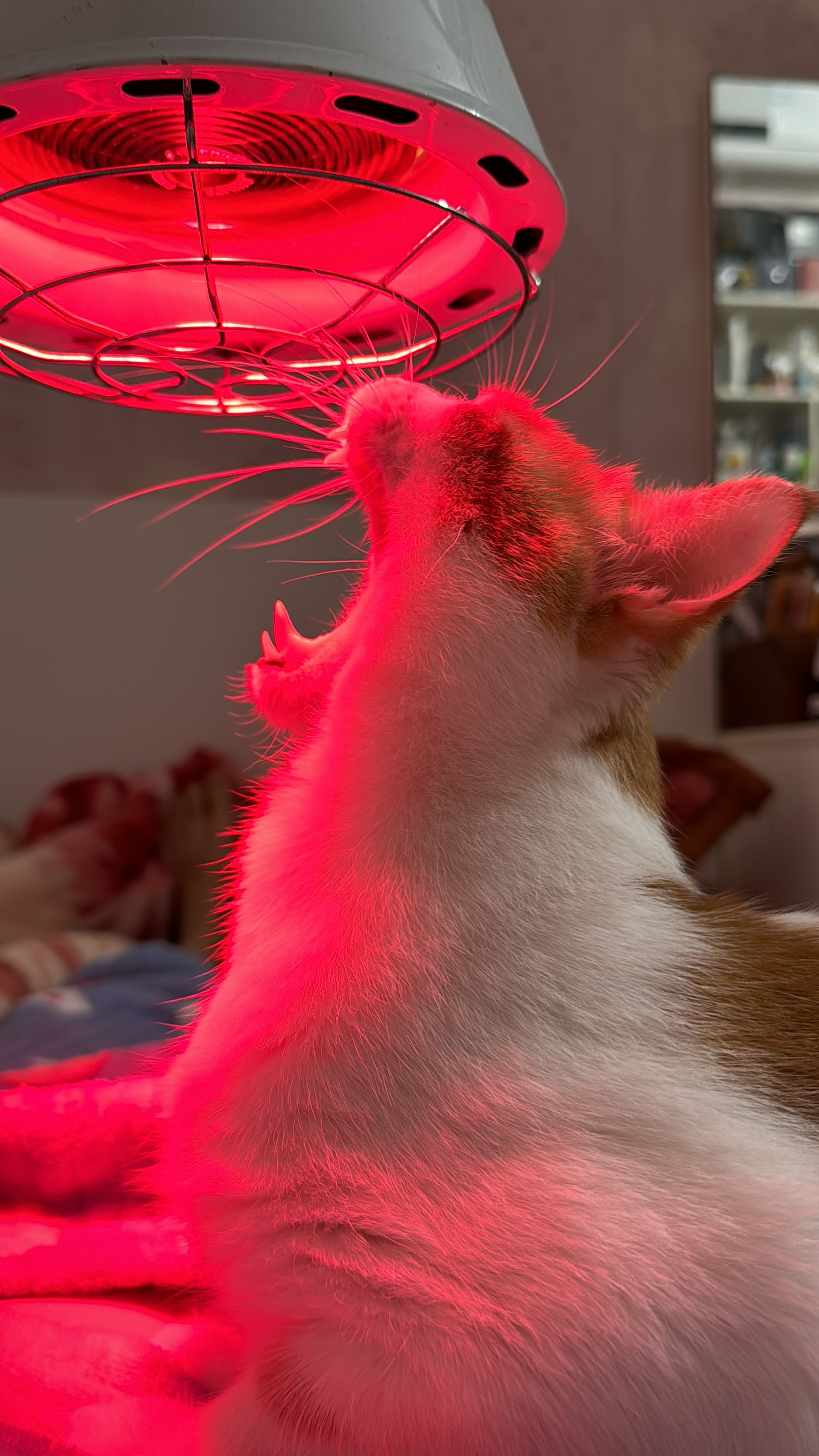 最新红猫深度解析，背景、事件与地位探讨