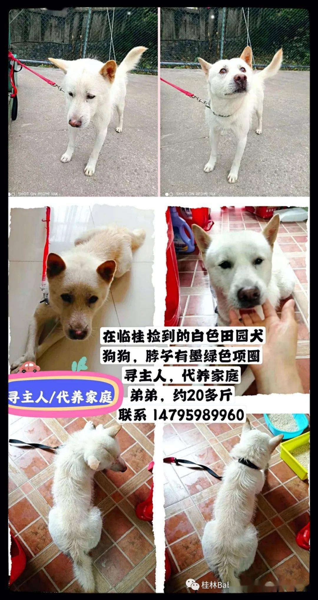 小巷深处的独特寻宠之旅，最新寻狗动态更新