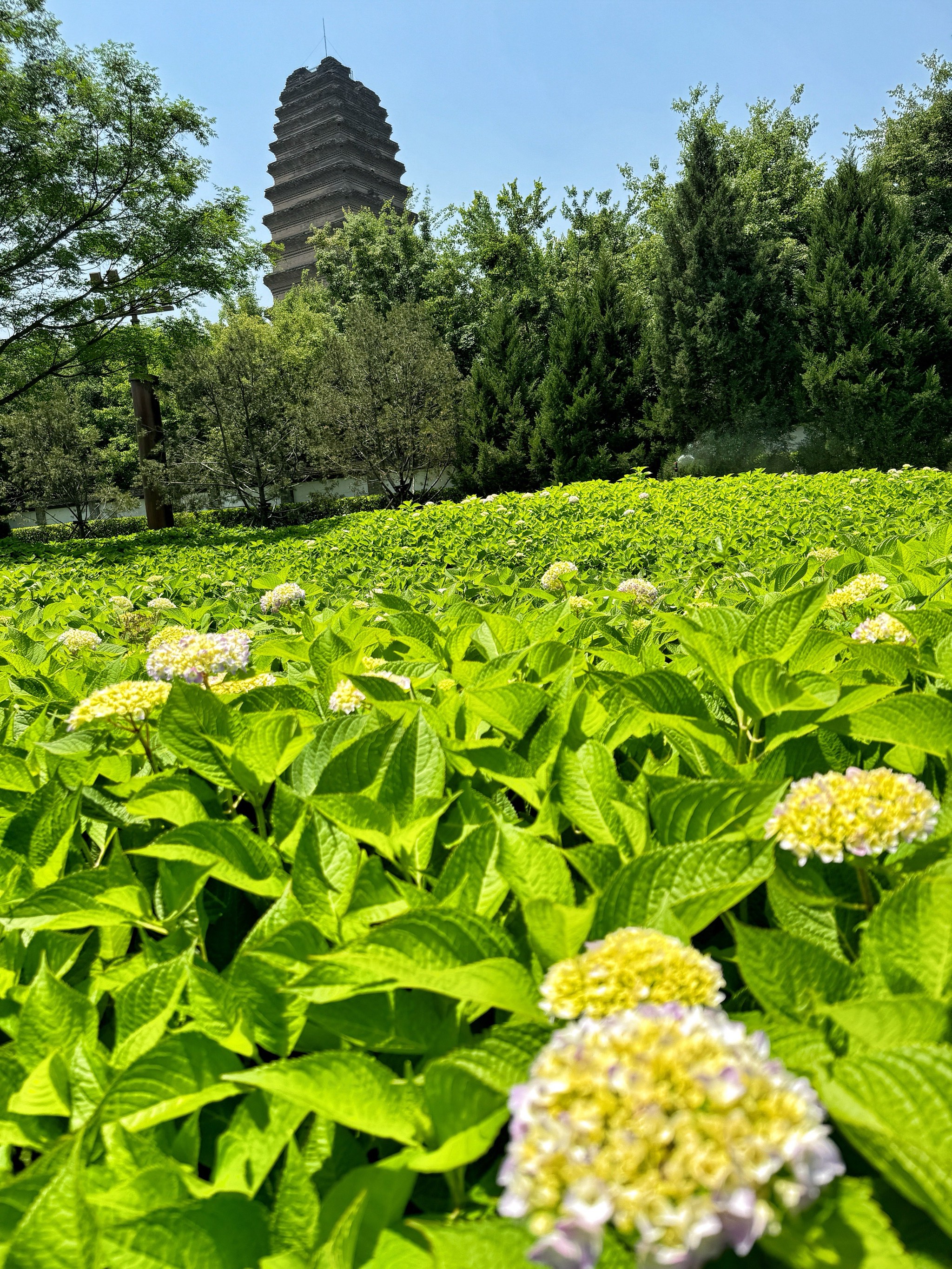 白酒 第294页