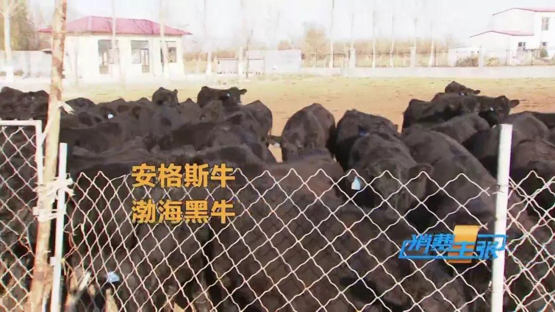 五A添盛坊青稞原浆 第255页