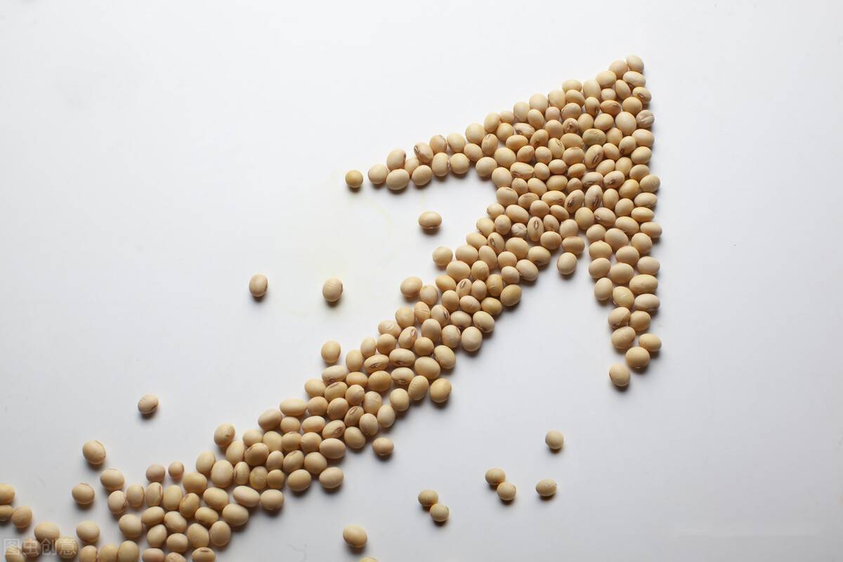 期货豆粕最新动态及分析概览
