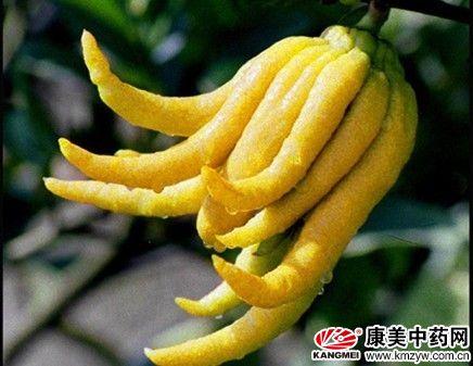 最新佛手报价，时代背景下的佛手地位与影响回顾