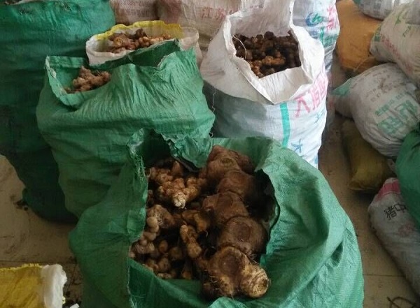 黄精最新行情，把握机遇，成就辉煌人生之路