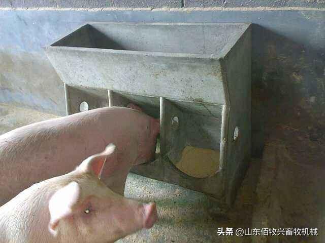 最新自动猪饲料，变革力量与自信成就的体现