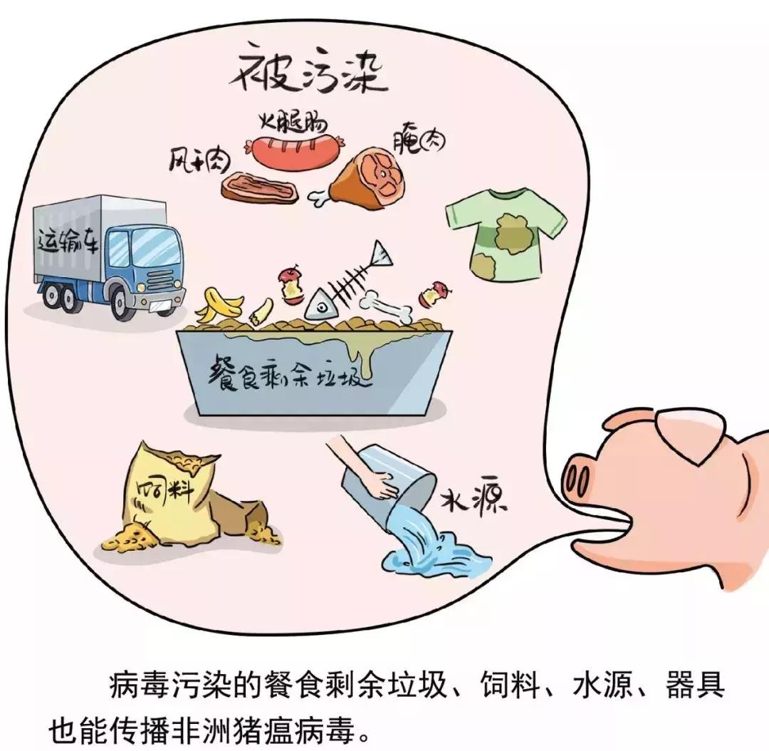 全国最新猪瘟消息详解，应对猪瘟的指南与步骤