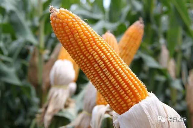 通化玉米最新价格行情动态更新📊🌽