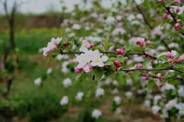 风中的花瓣演员表，初学者与进阶用户的详细步骤指南
