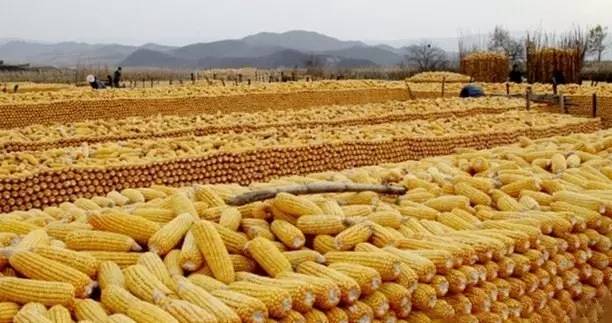 山东玉米价格最新行情今日更新
