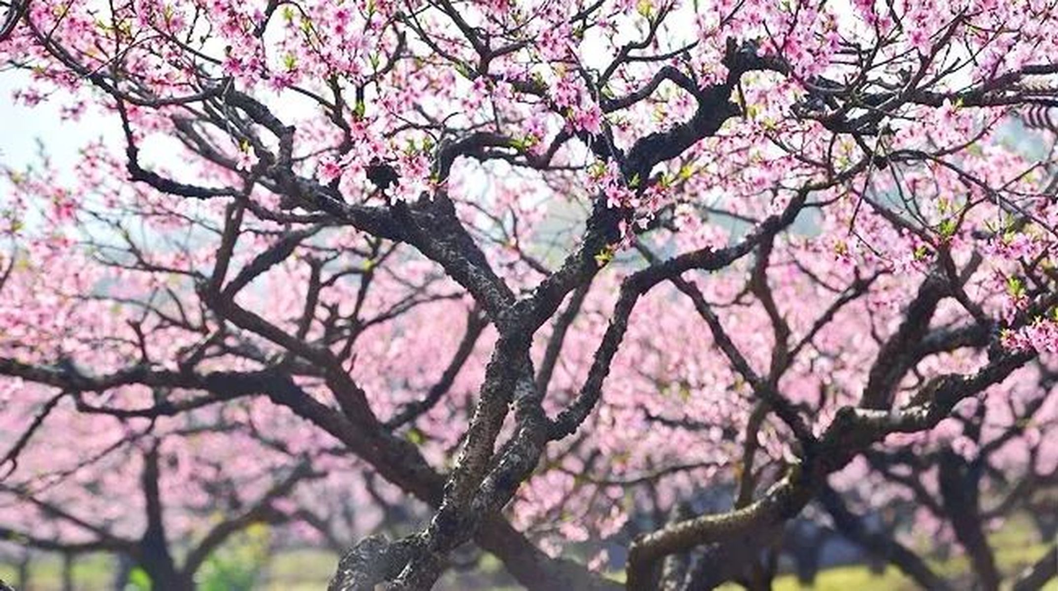 桃花盛开热议不断，桃花族论坛最新动态揭秘