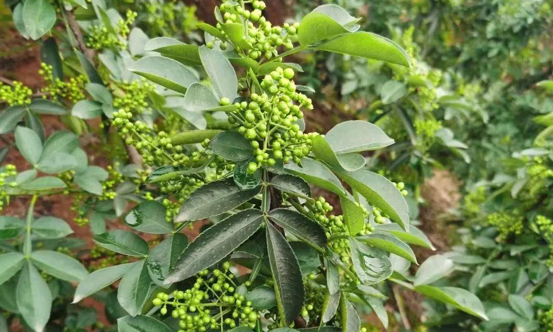 科技重塑传统食材市场，干花椒价格最新行情分析