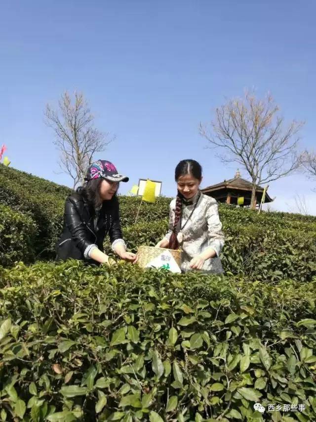 白杨精神的时代标杆，永恒的精神象征，最新人物揭秘