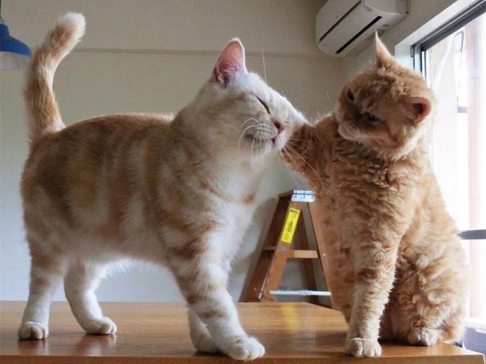 最新猫咪秀，一步步教你完成猫咪展示技巧与展示风采！